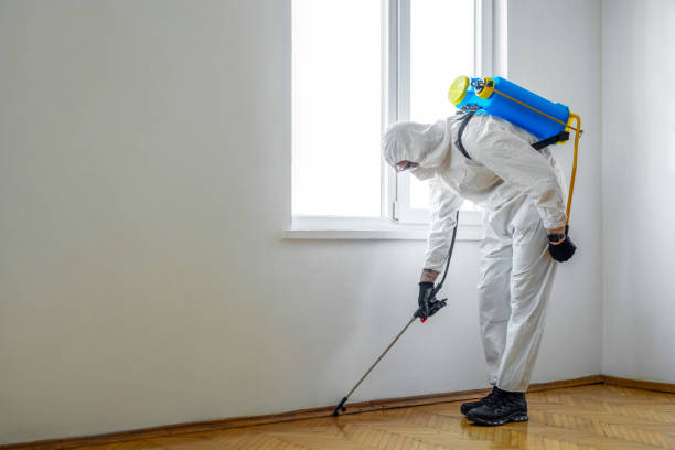 Best Local Pest Control Services  in Arabi, LA
