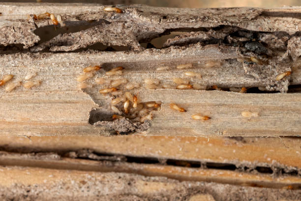 Professional Pest Control in Arabi, LA